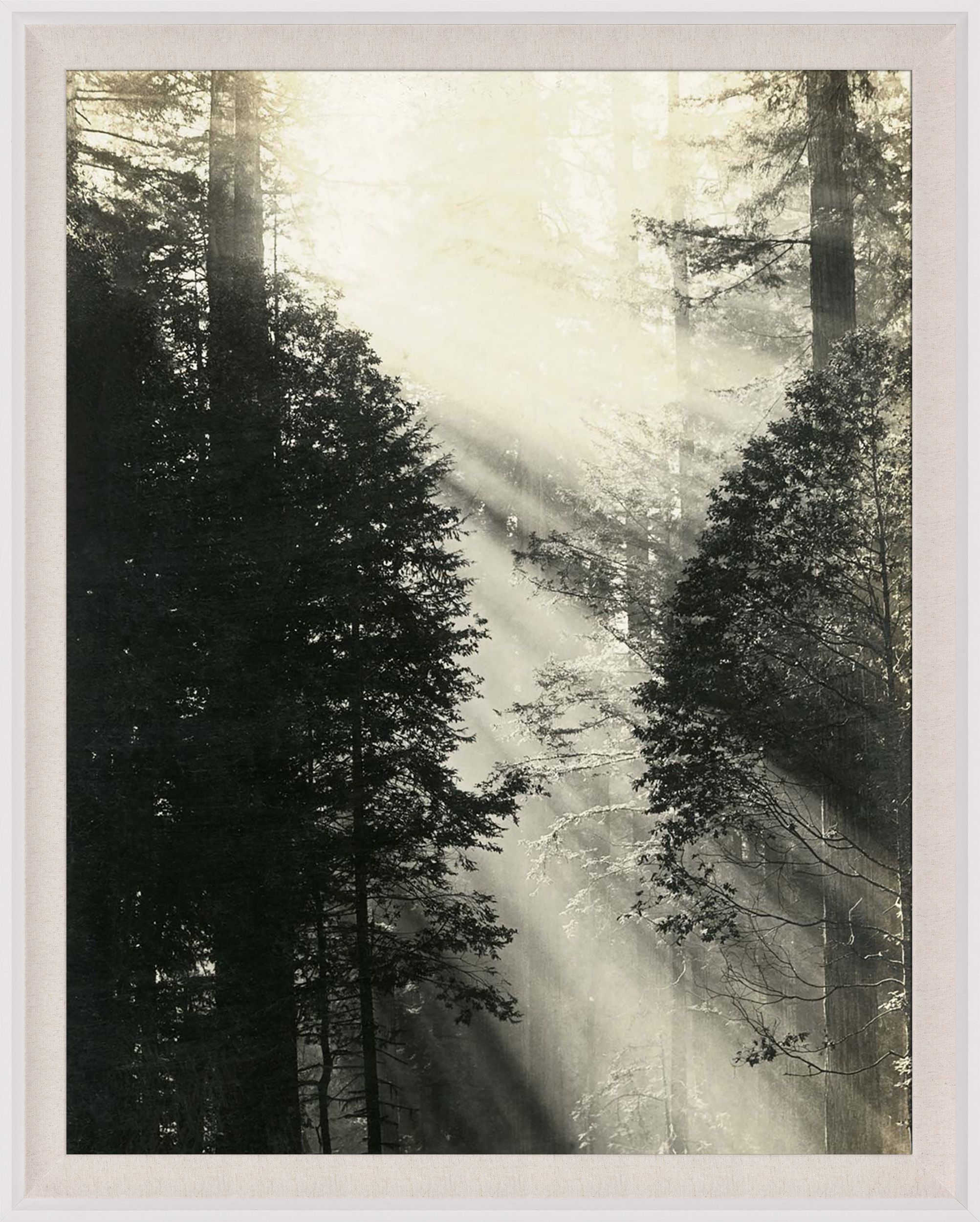 Natural Curiosities Redwood Photograph 1