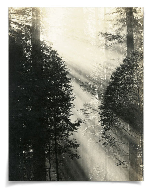 Natural Curiosities Redwood Photograph 1
