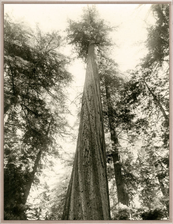 Natural Curiosities Redwood Photograph 2