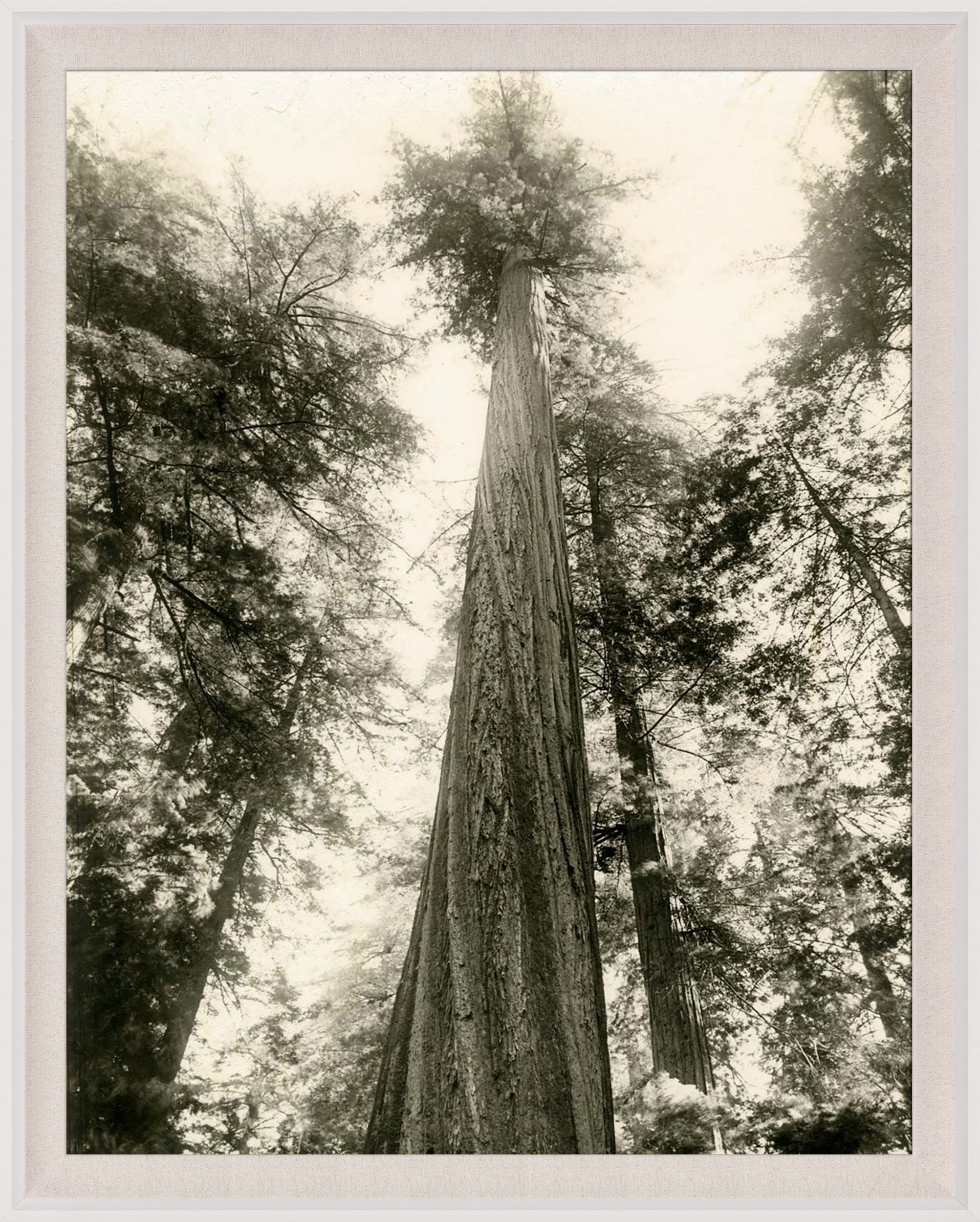 Natural Curiosities Redwood Photograph 2