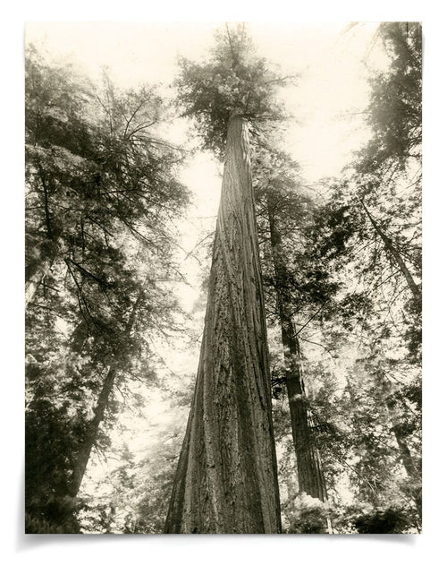 Natural Curiosities Redwood Photograph 2