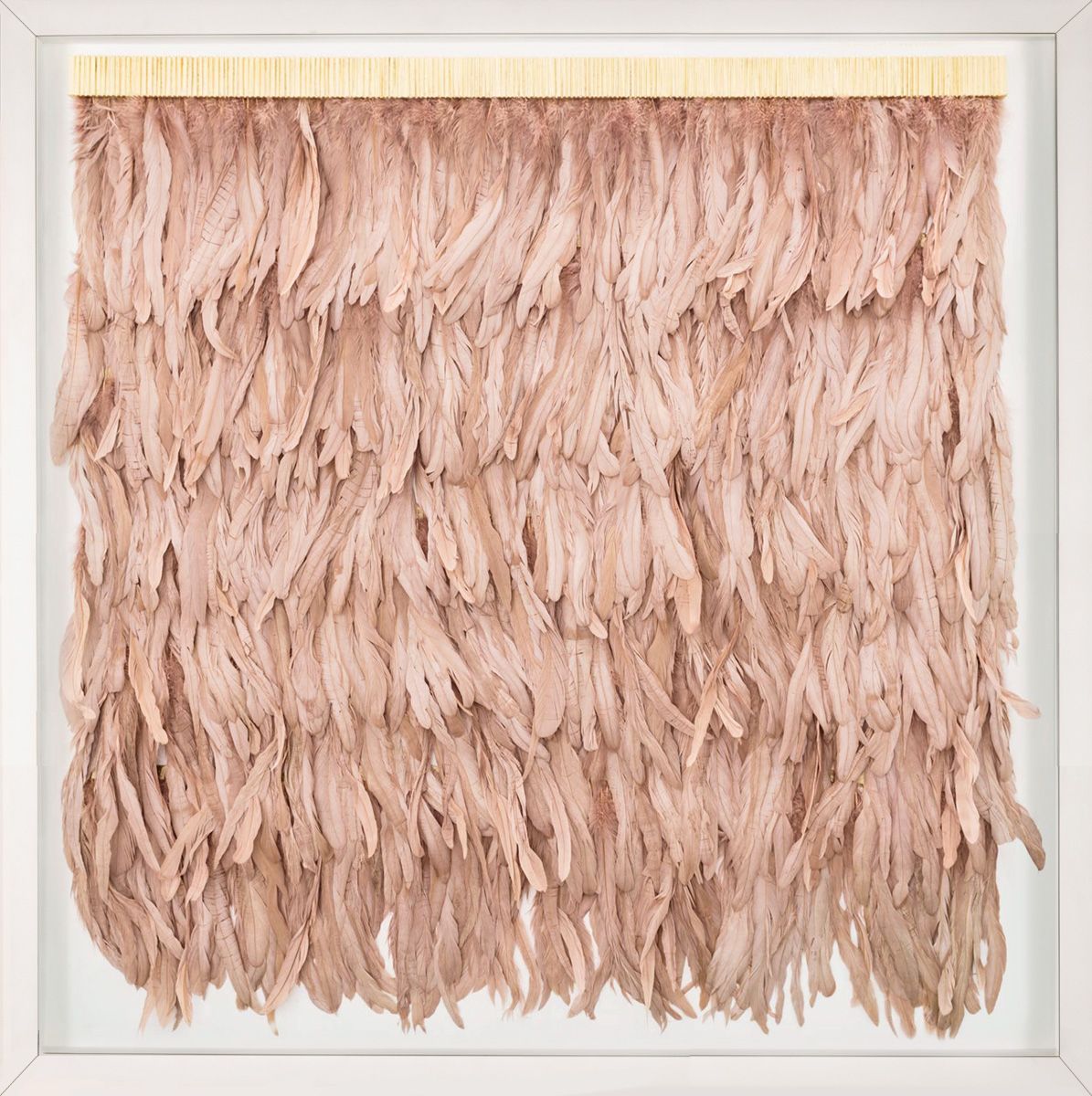 Natural Curiosities Rose Feathers Art