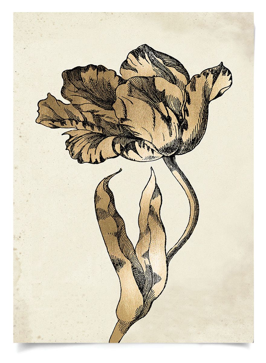 Sieger Tulips 1 Art in Gold Leaf by Natural Curiosities