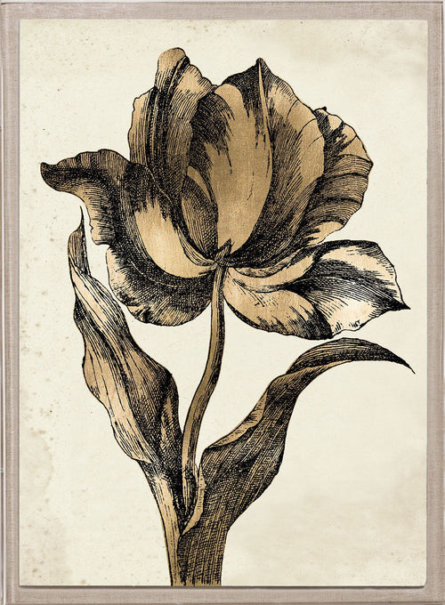 Sieger Tulips 2 Art by Natural Curiosities