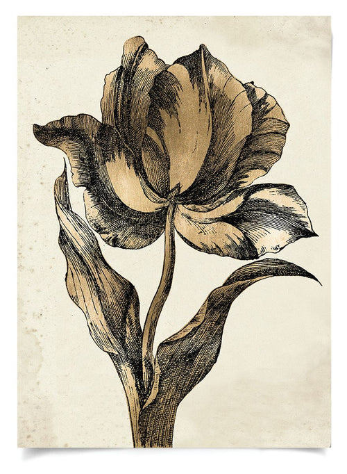 Sieger Tulips 2 Art by Natural Curiosities