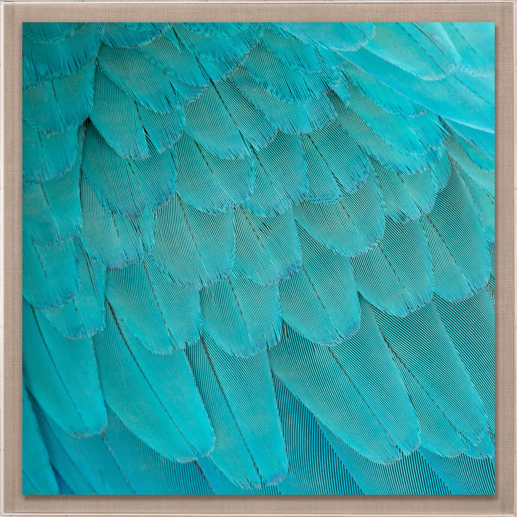 Natural Curiosities St. Barths Feathers Art- 4