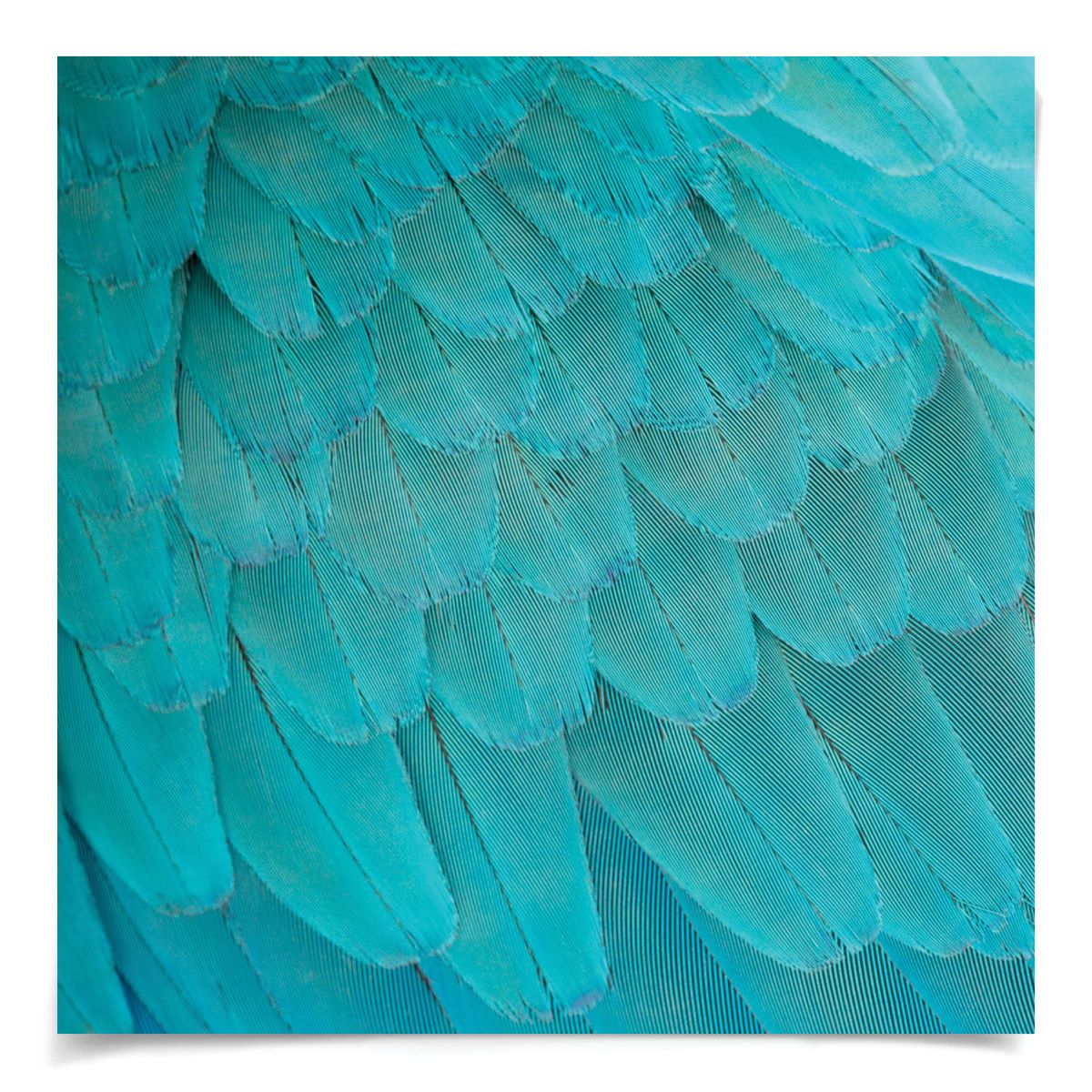 Natural Curiosities St. Barths Feathers Art- 4