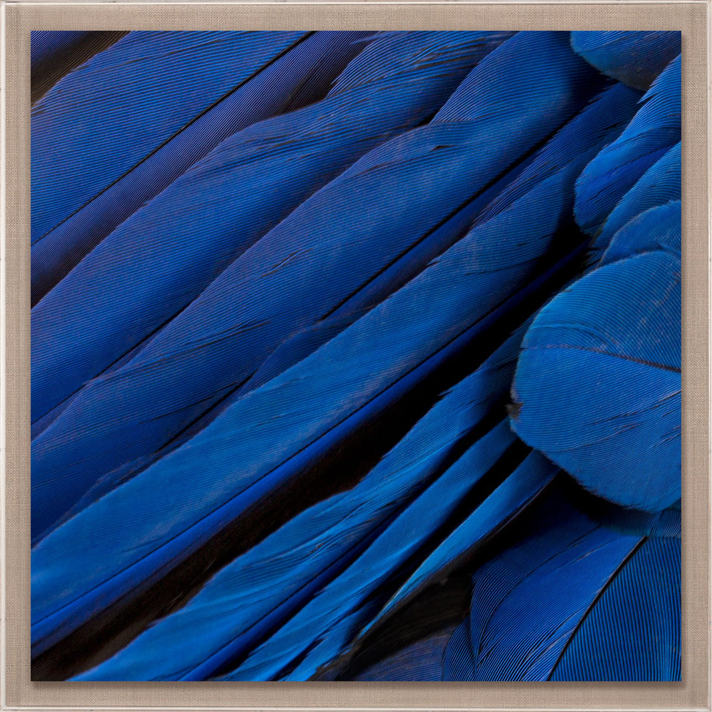 Natural Curiosities St. Barths Feathers Art- 5