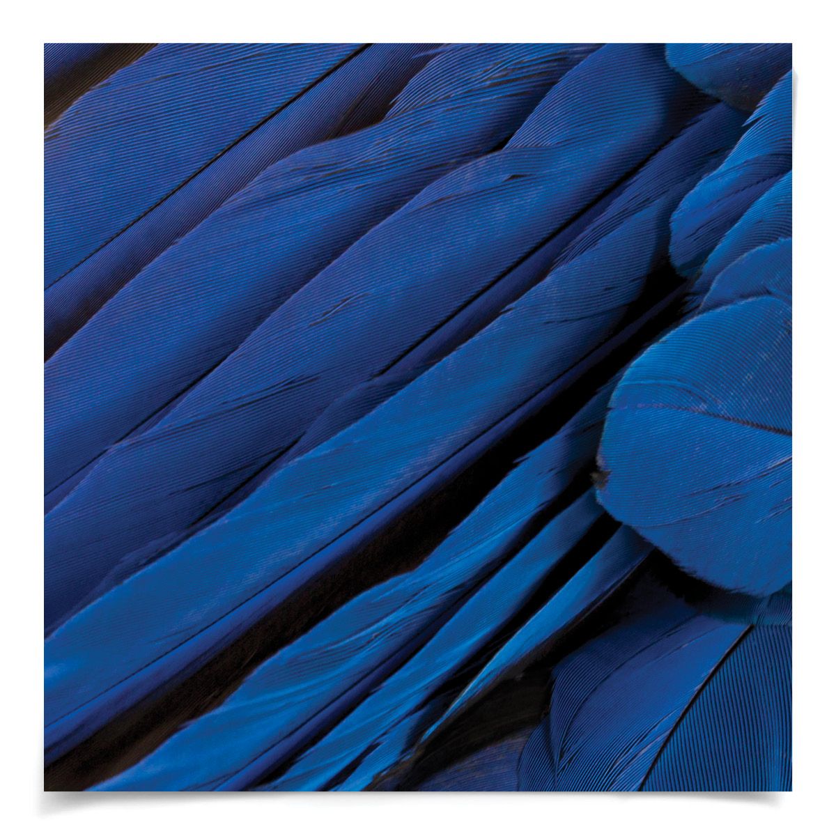 Natural Curiosities St. Barths Feathers Art- 5