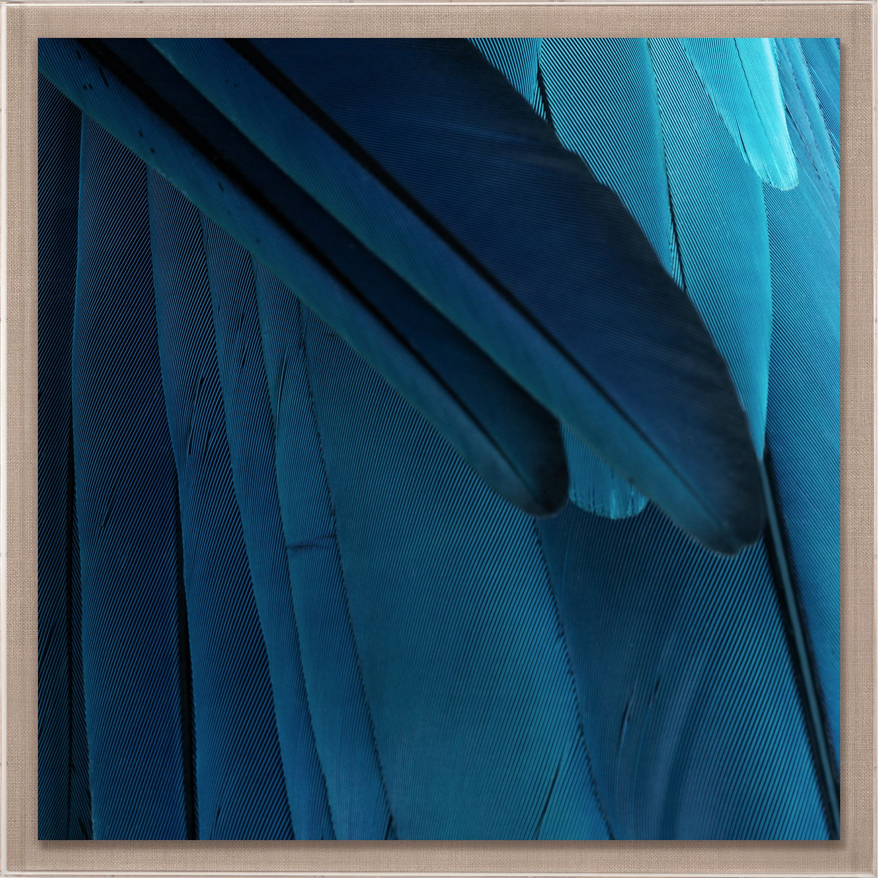 Natural Curiosities St. Barths Feathers Art- 9