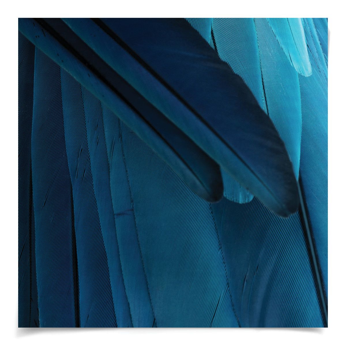 Natural Curiosities St. Barths Feathers Art- 9