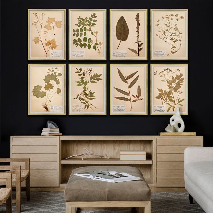 Natural Curiosities Swedish Flower Pressings Art