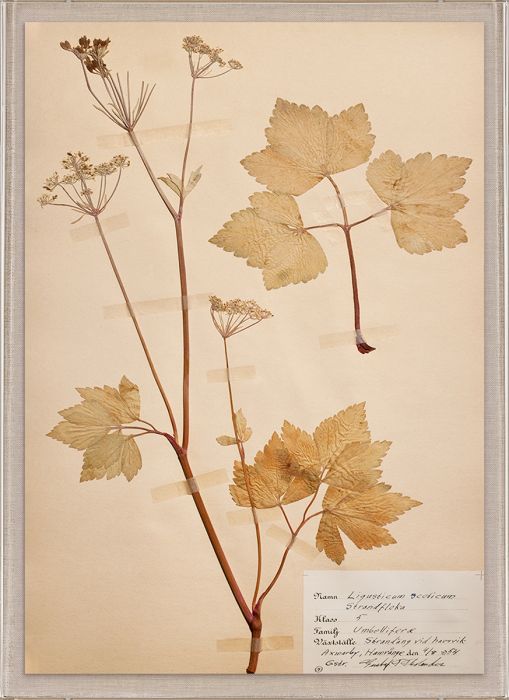 Natural Curiosities Swedish Flower Pressings Art