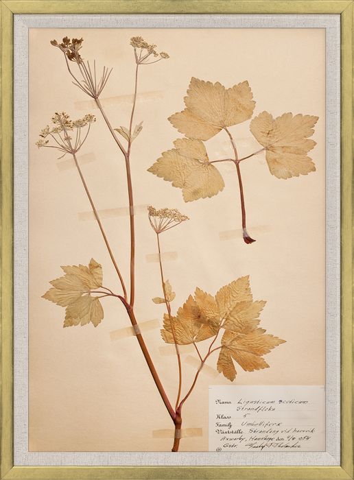 Natural Curiosities Swedish Flower Pressings Art