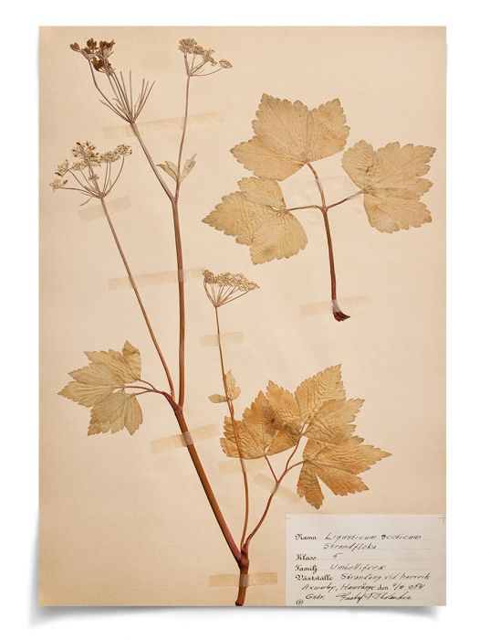 Natural Curiosities Swedish Flower Pressings Art