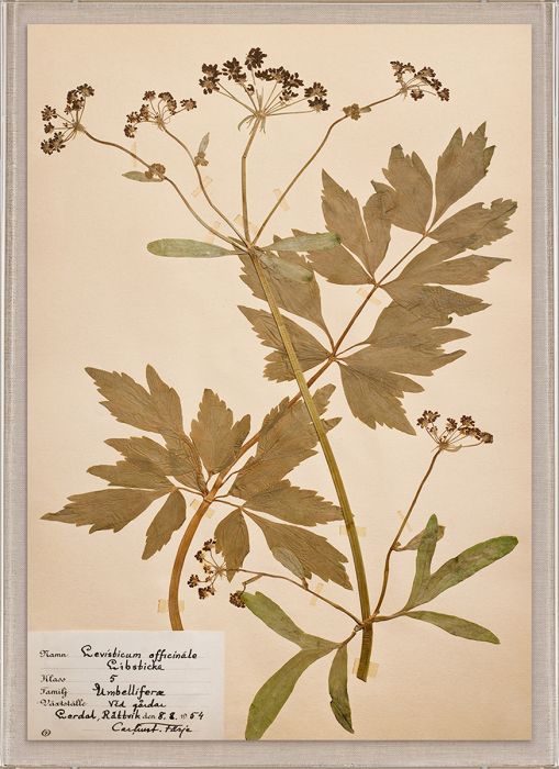 Natural Curiosities Swedish Flower Pressings Art