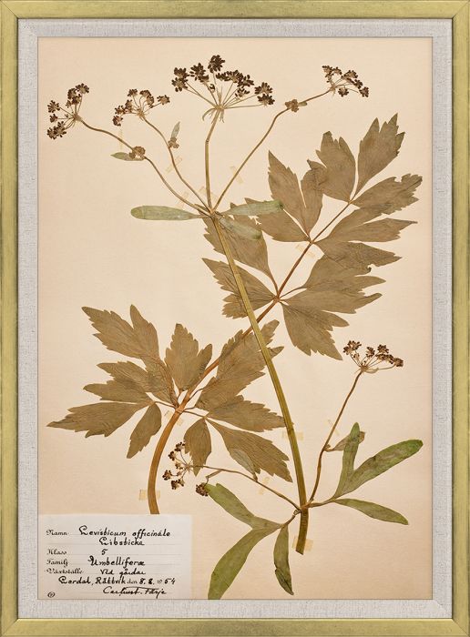 Natural Curiosities Swedish Flower Pressings Art