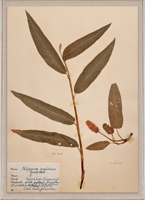 Natural Curiosities Swedish Flower Pressings Art