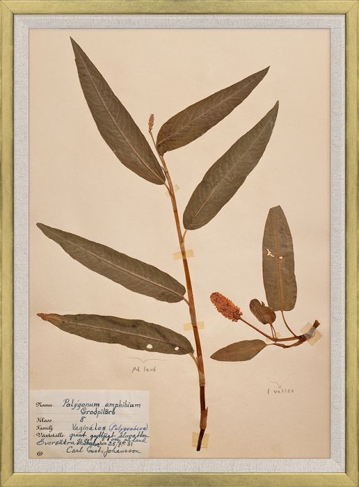 Natural Curiosities Swedish Flower Pressings Art