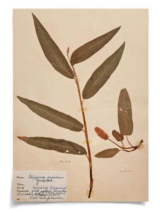 Natural Curiosities Swedish Flower Pressings Art