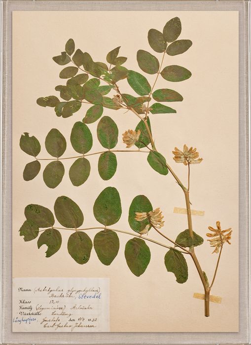 Natural Curiosities Swedish Flower Pressings Art