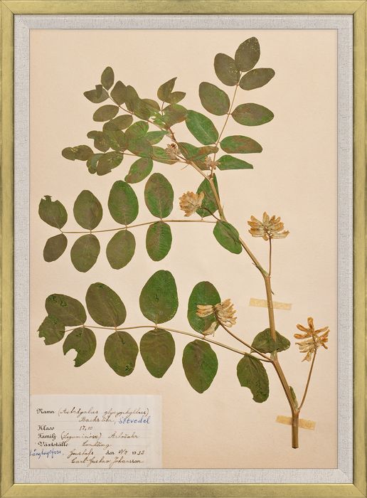 Natural Curiosities Swedish Flower Pressings Art