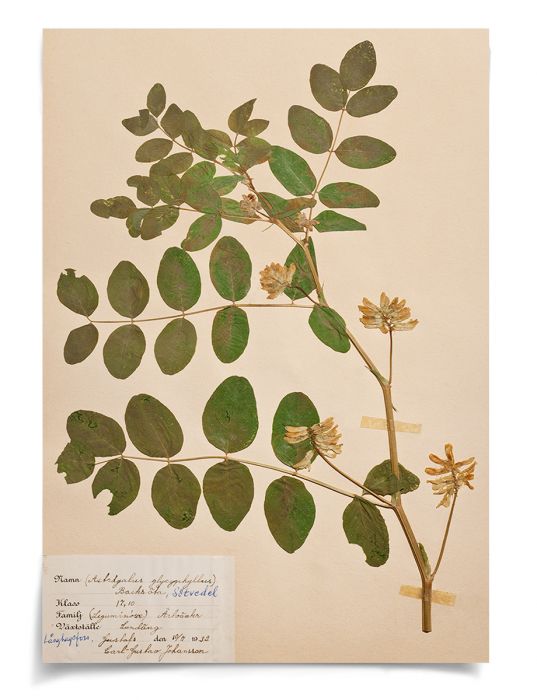 Natural Curiosities Swedish Flower Pressings Art