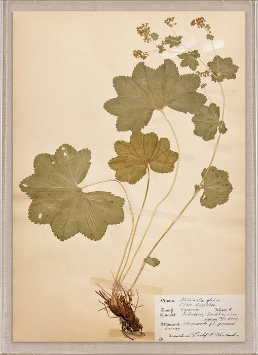 Natural Curiosities Swedish Flower Pressings Art