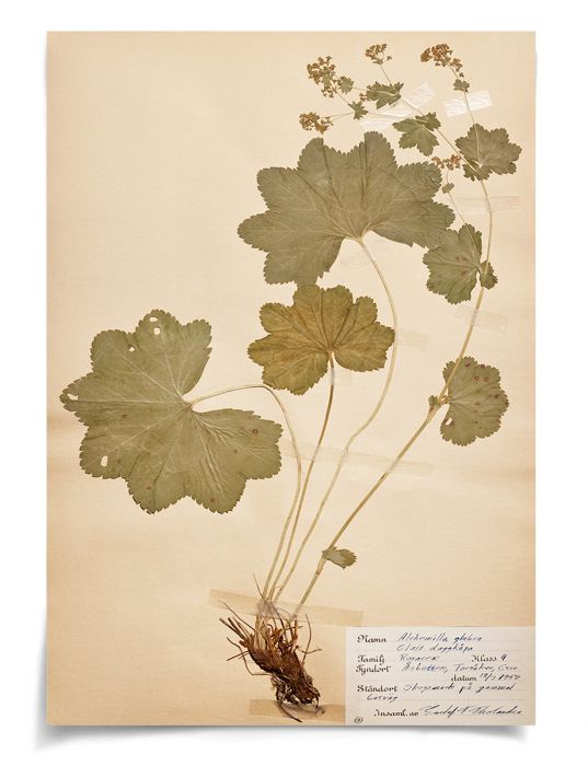 Natural Curiosities Swedish Flower Pressings Art