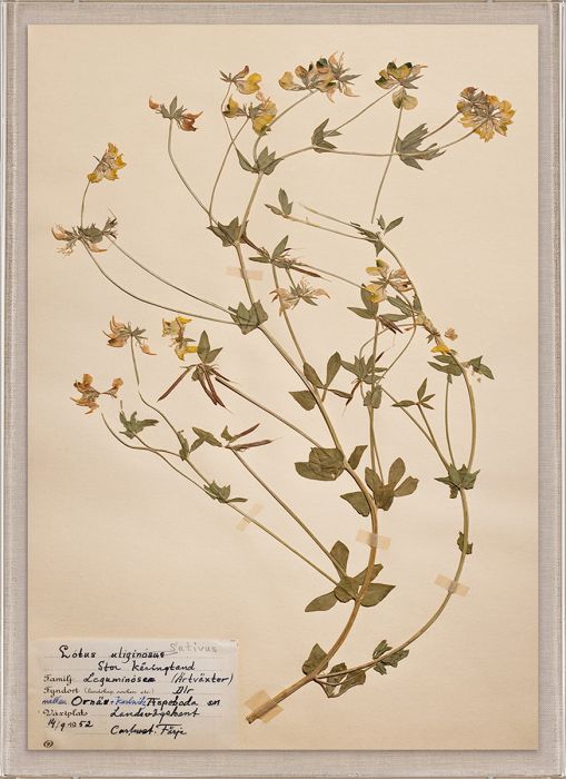 Natural Curiosities Swedish Flower Pressings Art