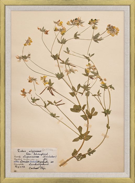 Natural Curiosities Swedish Flower Pressings Art