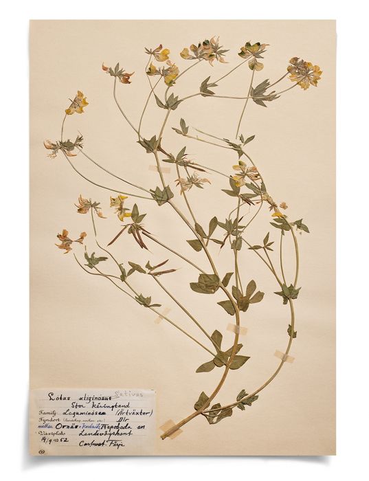 Natural Curiosities Swedish Flower Pressings Art