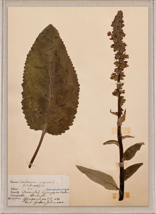 Natural Curiosities Swedish Flower Pressings Art