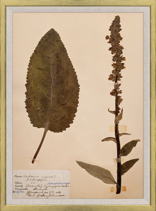 Natural Curiosities Swedish Flower Pressings Art