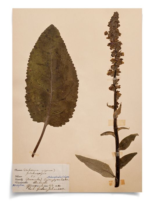 Natural Curiosities Swedish Flower Pressings Art