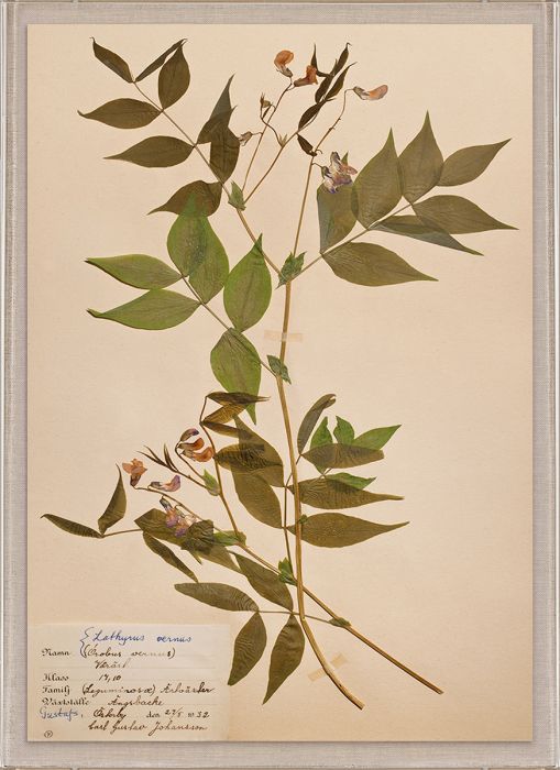 Natural Curiosities Swedish Flower Pressings Art