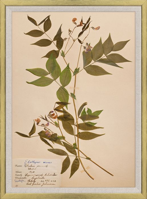 Natural Curiosities Swedish Flower Pressings Art