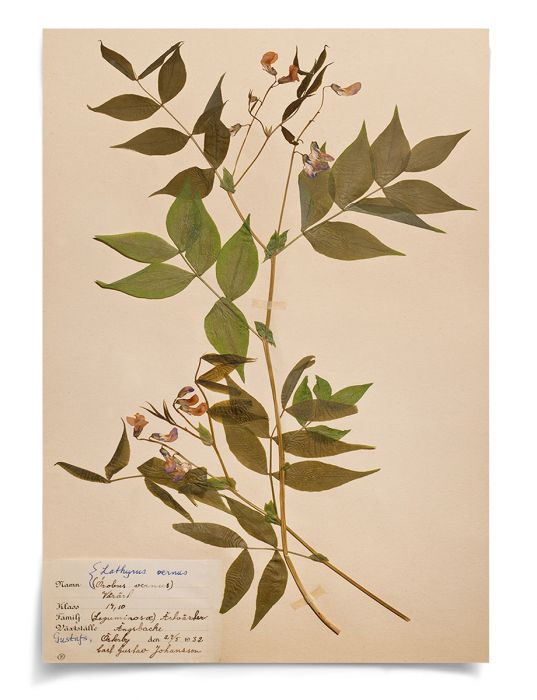 Natural Curiosities Swedish Flower Pressings Art