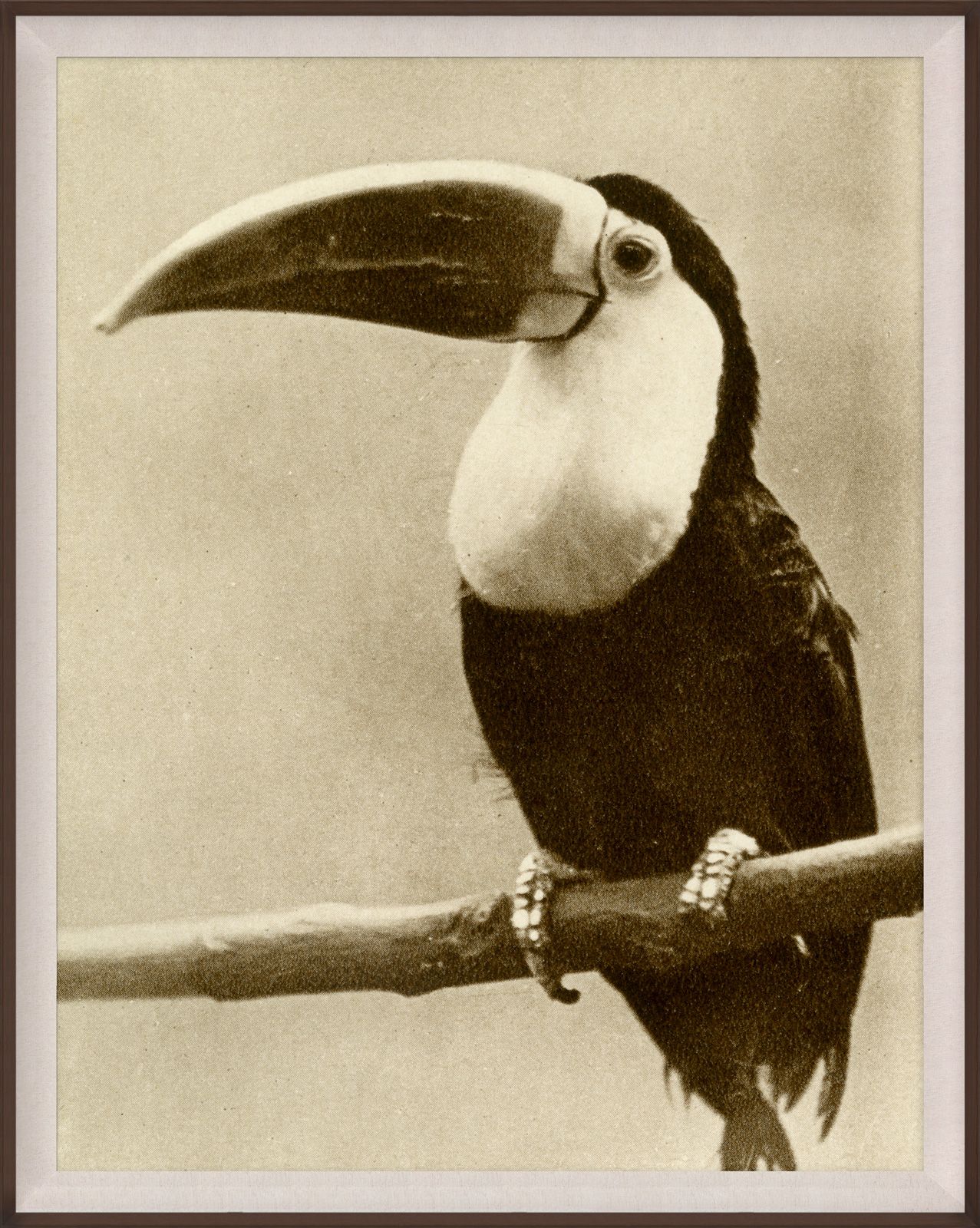 Natural Curiosities Thinking Toucan Vintage Photograph