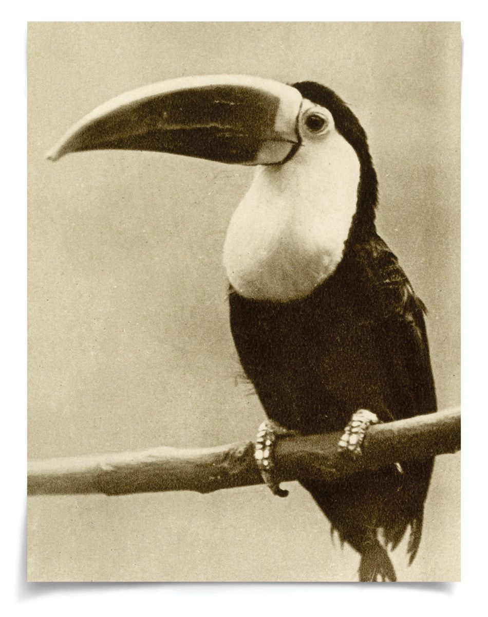 Natural Curiosities Thinking Toucan Vintage Photograph