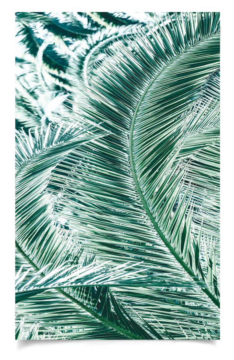 Natural Curiosities Tropicana 1 Art