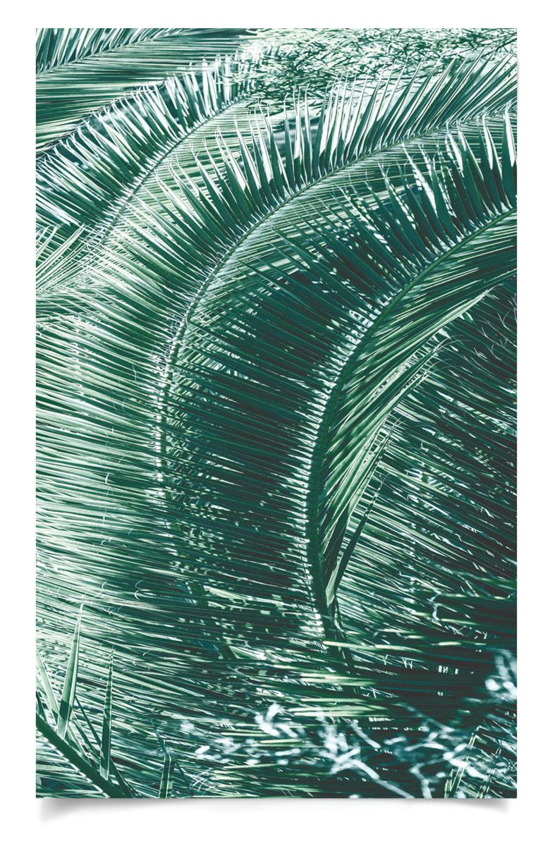 Natural Curiosities Tropicana 2 Art