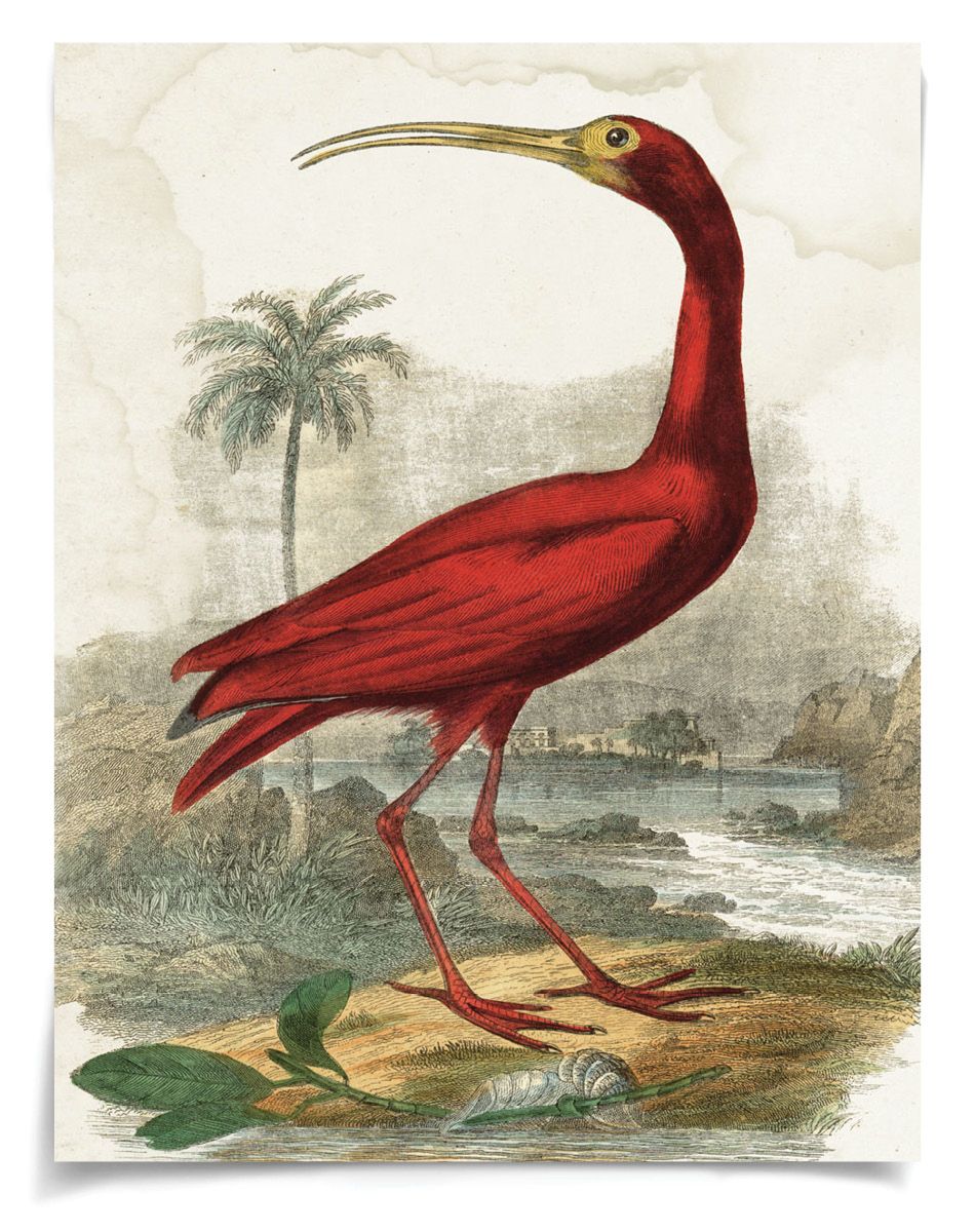 Natural Curiosities Lord Turnbull Art