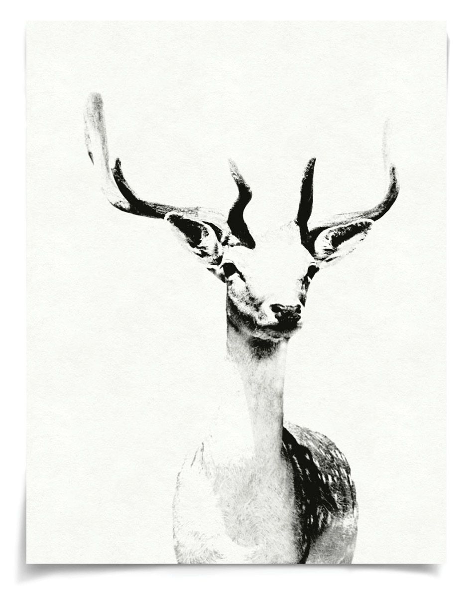 Natural Curiosities Tylinek Deer