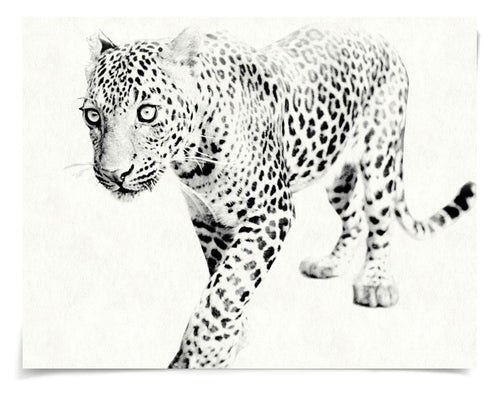 Natural Curiosities Tylinek Leopard Art