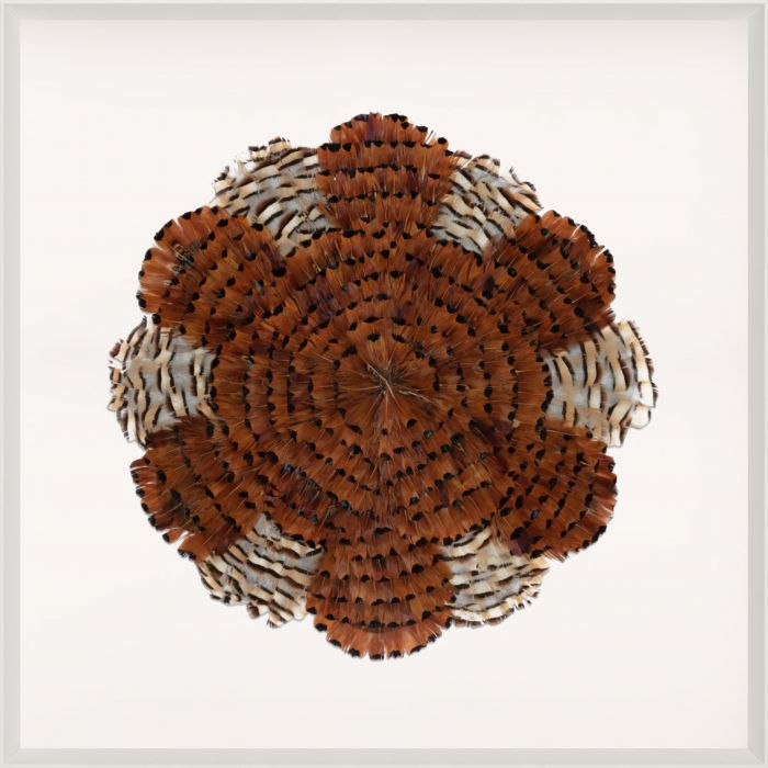 Natural Curiosities Victoria Mounted Feathers, Large