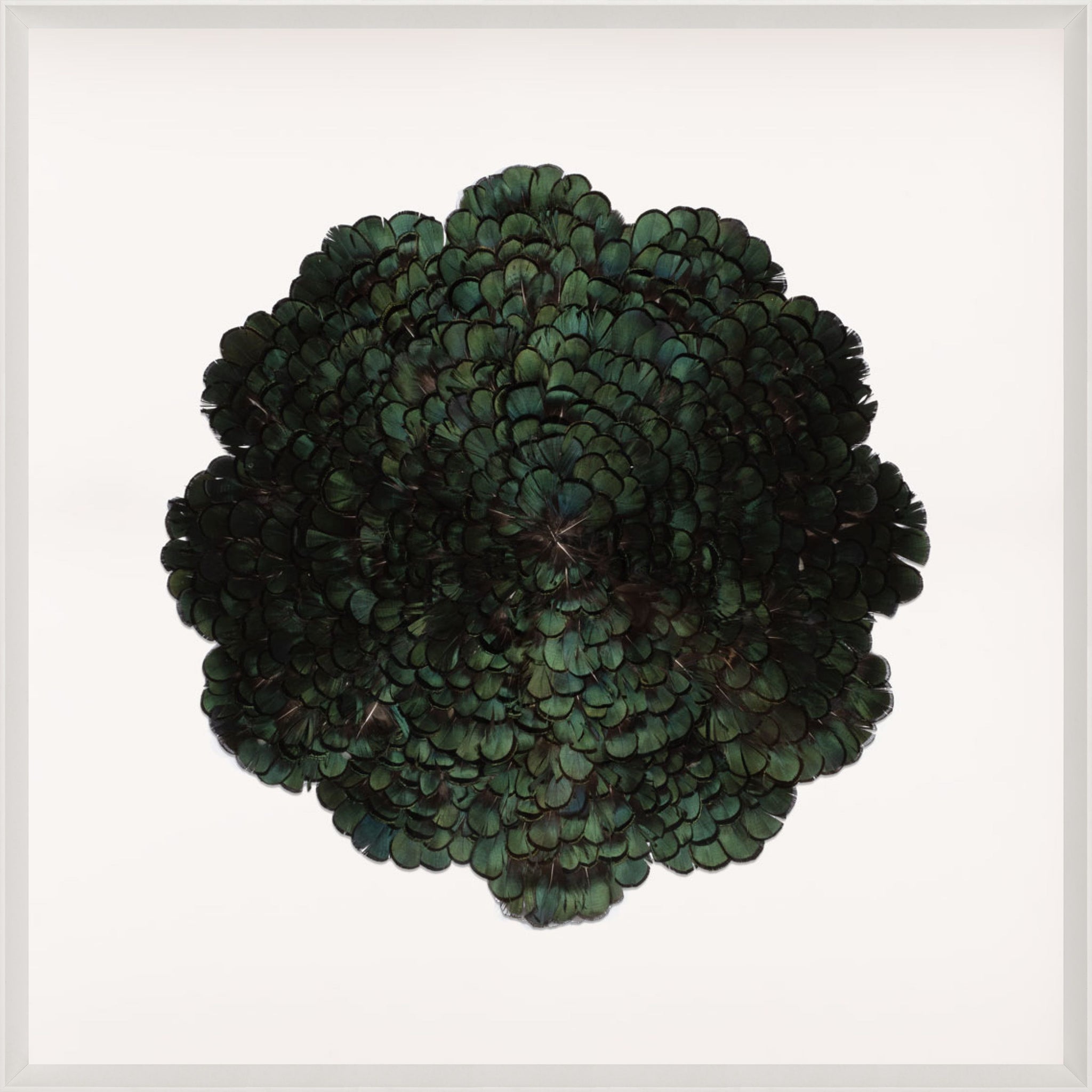 Natural Curiosities Victoria Mounted Feathers, Large