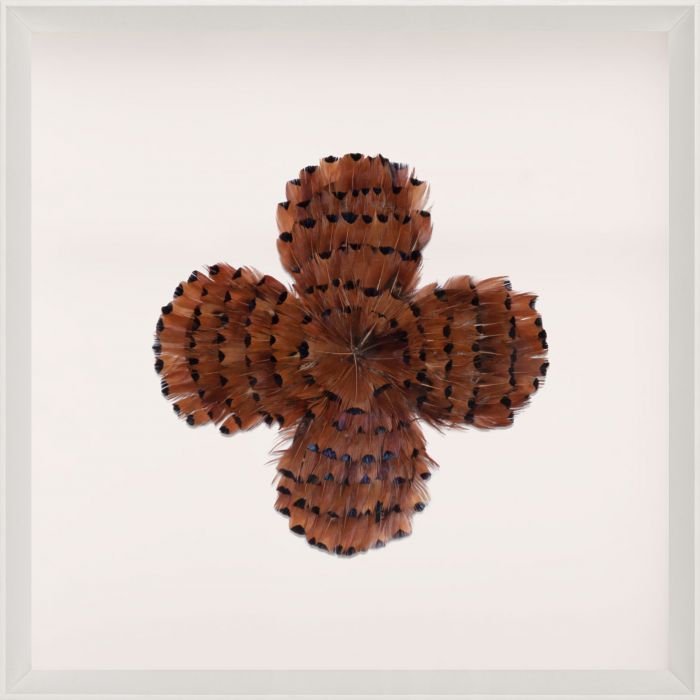 Natural Curiosities Victoria Mounted Feathers Art