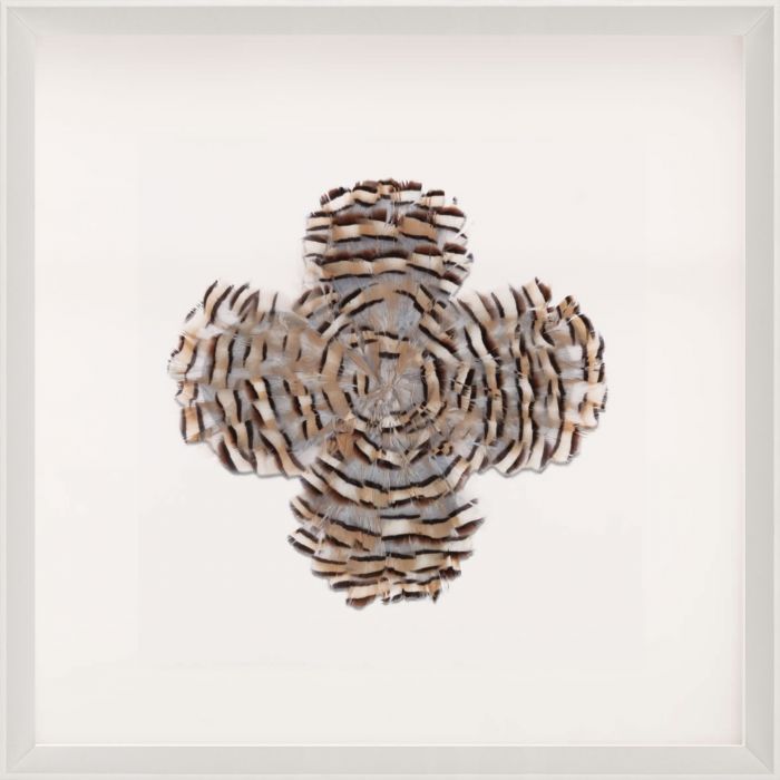 Natural Curiosities Victoria Mounted Feathers Collection Art