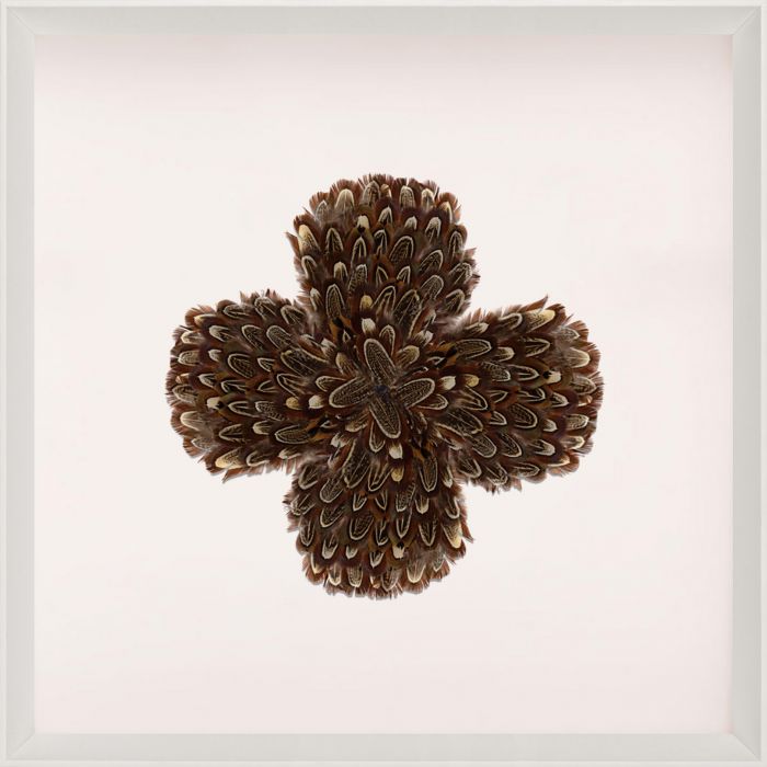 Natural Curiosities Victoria Mounted Feathers Collection Art